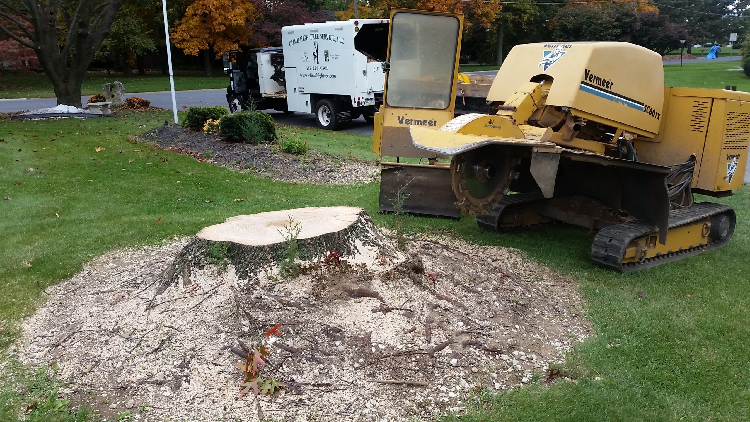 Stump Grinding (before)